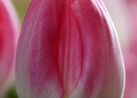 Tulipa First Class (4)