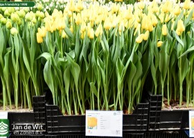 Tulipa Friendship 1998 (1)