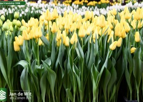 Tulipa Friendship 1998 (2)
