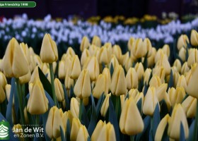 Tulipa Friendship 1998 (3)