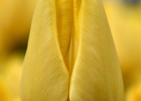 Tulipa Friendship 1998 (4)