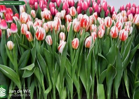 Tulipa Happy Generation (2)