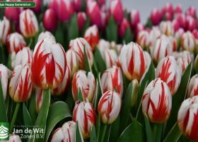 Tulipa Happy Generation (3)