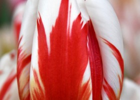 Tulipa Happy Generation (4)