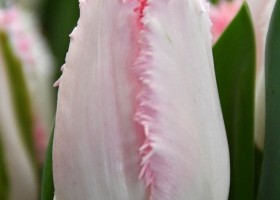 Tulipa Haïti (4)