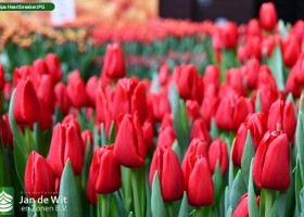 Tulipa HeartbreakerJPG (3)