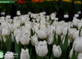 Tulipa Honeymoon (3)
