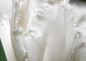 Tulipa Honeymoon (4)