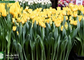 Tulipa Kings Crown (2)
