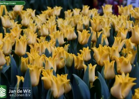 Tulipa Kings Crown (3)