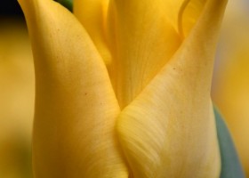 Tulipa Kings Crown (4)