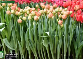 Tulipa Kiteman (2)