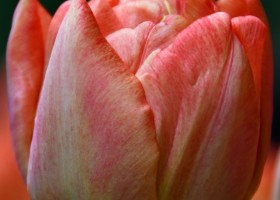 Tulipa Kiteman (4)