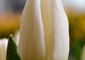 Tulipa Kobla (4)
