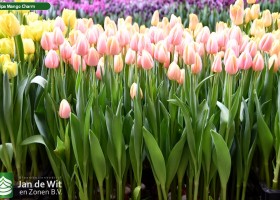 Tulipa Mango Charm (2)