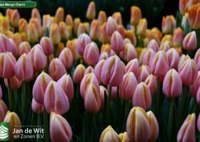 Tulipa Mango Charm (3)