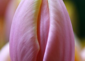 Tulipa Mango Charm (4)