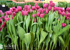 Tulipa Margarita (2)