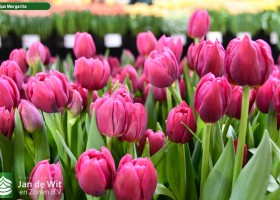 Tulipa Margarita (3)