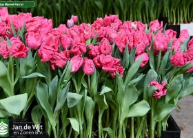 Tulipa Marvel Parrot (2)