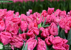 Tulipa Marvel Parrot (3)