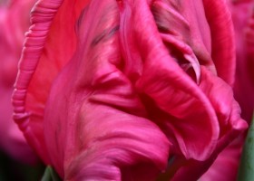 Tulipa Marvel Parrot (4)