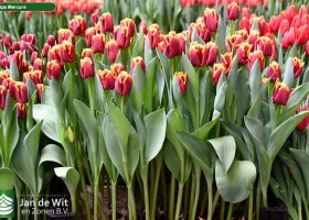 Tulipa Mercure (2)