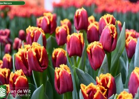 Tulipa Mercure (3)