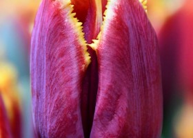 Tulipa Mercure (4)