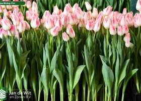 Tulipa Mickey Chic (2)