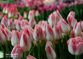 Tulipa Mickey Chic (3)
