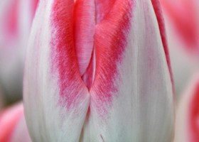 Tulipa Mickey Chic (4)