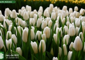 Tulipa Mrs. Medvedeva (3)