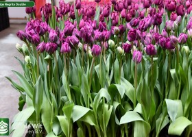 Tulipa Negrita Double (2)