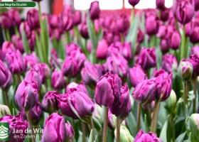 Tulipa Negrita Double (3)