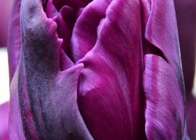 Tulipa Negrita Double (4)