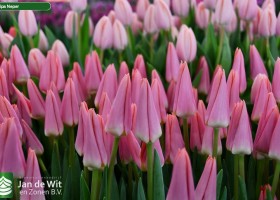 Tulipa Neper (3)