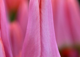 Tulipa Neper (4)