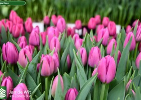 Tulipa Ozon (3)
