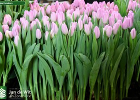 Tulipa Paradero (2)
