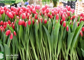 Tulipa Paul McCartney (2)