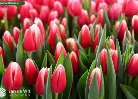 Tulipa Paul McCartney (3)