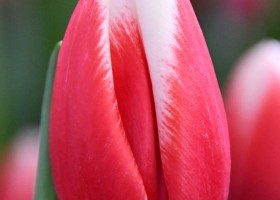 Tulipa Paul McCartney (4)