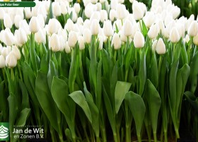 Tulipa Polar Bear (2)