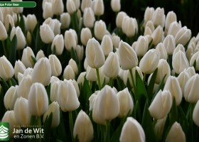 Tulipa Polar Bear (3)