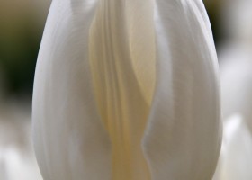 Tulipa Polar Bear (4)