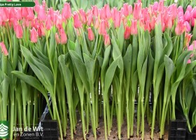 Tulipa Pretty Love (2)