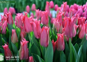 Tulipa Pretty Love (3)