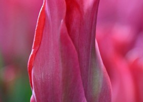Tulipa Pretty Love (4)