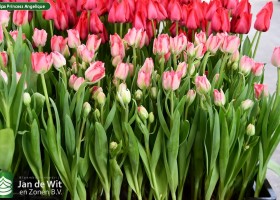 Tulipa Princess Angelique (2)